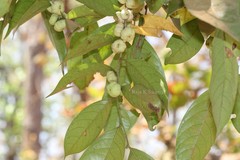 Glochidion lanceolarium